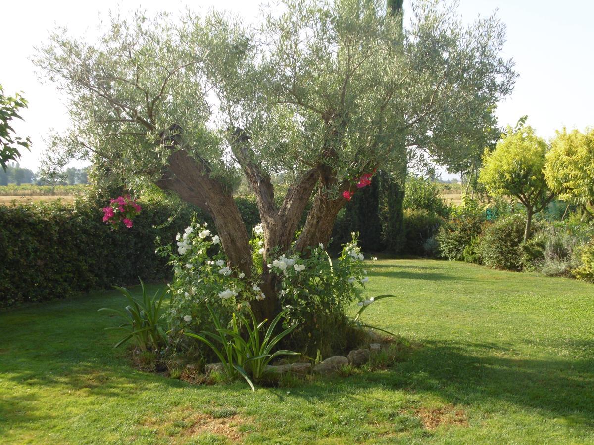 אסיסי B&B La Gioiosa מראה חיצוני תמונה